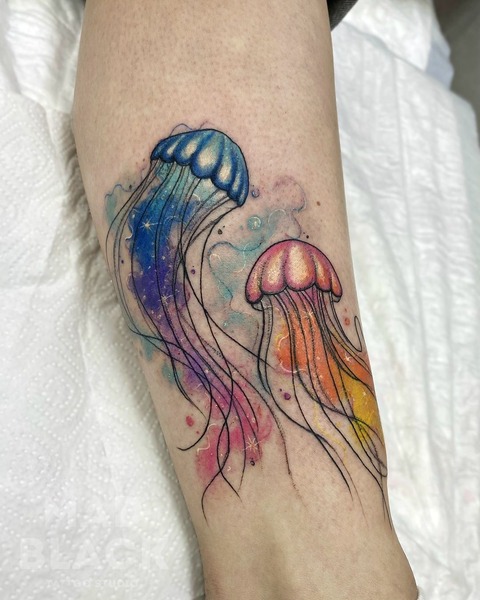 jellyfish 