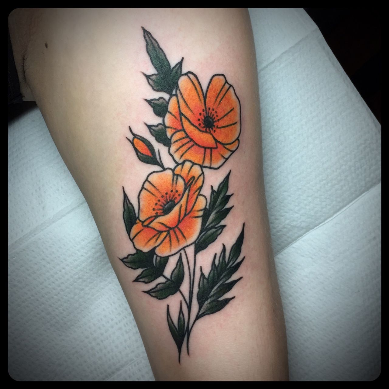 california_poppy_25